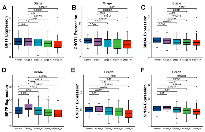 Association between three characterized chromatin-remodeling factors expression levels and clinicopathological parameters. Differentiated expression of BPTF, CNOT1 and SIN3A between normal renal tissue, disparate clinicopathological stages (A–C) and clinicopathological grade (D–F). The Wilcoxon test was used for group comparison.