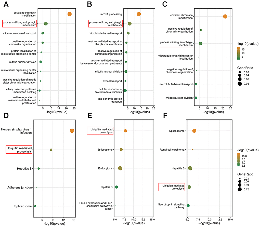 Function prediction of three characterized chromatin-remodeling factors. (A–C) Top 10 biological process enrichment results of genes in which correlation with BPTF, CNOT1 or SIN3A were greater than 0.5. (D–F) Top 5 KEGG pathway enrichment results of genes which correlation with BPTF, CNOT1 and SIN3A were greater than 0.5. The results were ranked by the enrichment scores and displayed corresponding to -log10(q-value) and gene ratio enriched in the selected pathways.