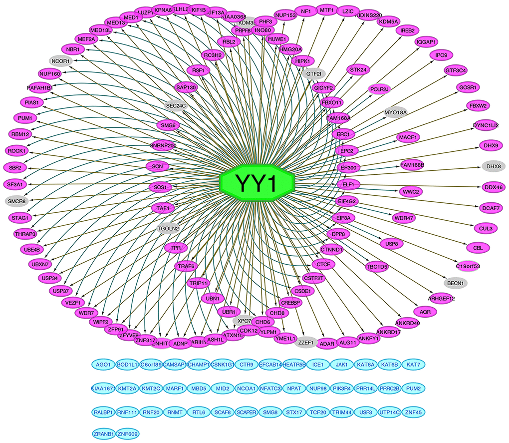 Prediction of YY1 as intersected genes regulator. All 165 intersected genes predictive network of transcription factor YY1 performed by iRegulon. Genes in the left circle were found regulated by YY1 according to both motif's matching and ChIP-seq tracks signals. Genes in the right circle were found regulated by YY1 based on ChIP-seq tracks signals. Genes in the inner right circle were found regulated by YY1 based on motif's matching. Genes in blue modules were not mapped to YY1. Genes in grey color are those that are less than 0.3 correlated with YY1.