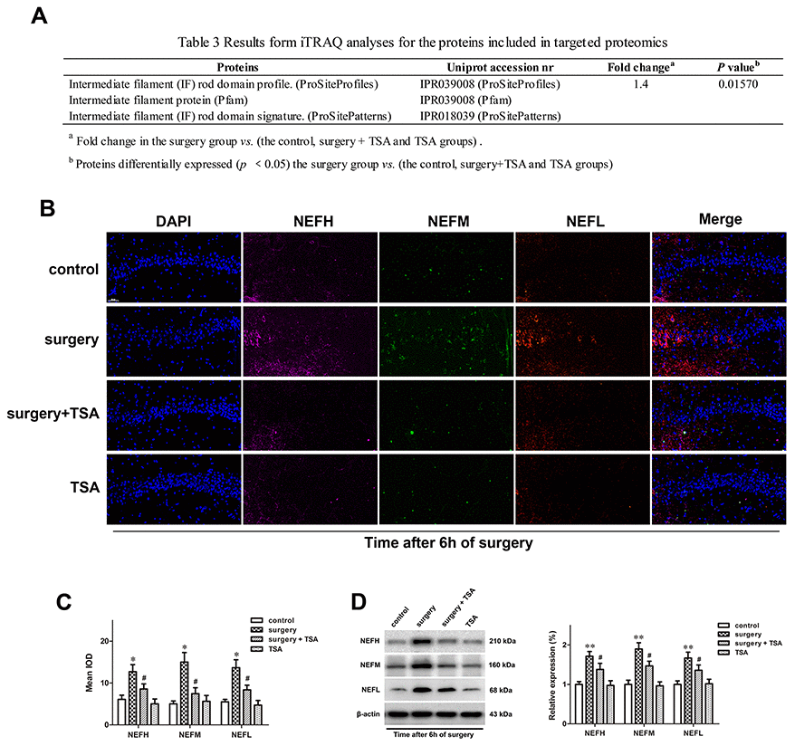TSA pretreatment reduces surgery-induced upregulation of NFs in the hippocampus of aged rats. (A) iTRAQ analyses for the NFs proteins at 6 h post-surgery in proteomics. (B) Immunofluorescence analysis and (C) semi-quantification of the NFs reveals it increased in the hippocampal CA1 region at 6 h after surgery, which was significantly inhibited by TSA pretreatment (cell nuclei, blue; NEFH, purple; NEFM, green; NEFL, orange. Magnification 400×, Scale bar = 50 μm). (D) Representative western blotting images and statistical analysis of NEFH, NEFM and NEFL are shown. Data are given as means {plus minus} SEM, n = 4. *P 