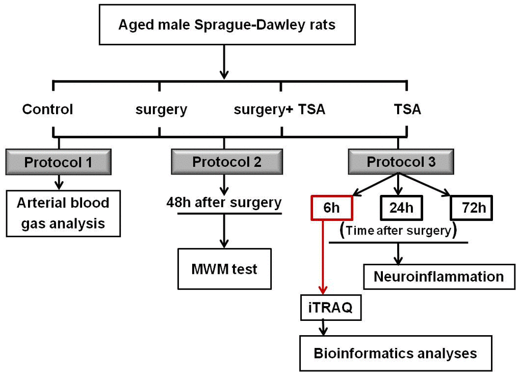 Experimental schedule. Aged rats were divided into four groups: control, surgery, surgery+ TSA and TSA. Rats in the surgery + TSA and TSA groups were intraperitoneally administered 1 mg/kg TSA 30 min before surgery or sham under isoflurane anesthesia. Protocol 1: After the surgery, blood samples (0.5 ml) were immediately collected for arterial blood gas and blood glucose analysis. Protocol 2: Spatial learning and memory were then tested using the Morris water maze (MWM) task on day 2 postsurgery. Protocol 3: Markers for microglial activation and some of inflammatory cytokine in the hippocampus were determined at 6, 24 and 72 h after surgery, respectively. At the peak of neuroflammation we have observed, at 6 h postsurgery, the protein profile alterations in the hippocampus were assessed using iTRAQ. Then, bioinformatics analysis was performed. Surgery: abdominal exploratory surgery; TSA: Trichostatin A.