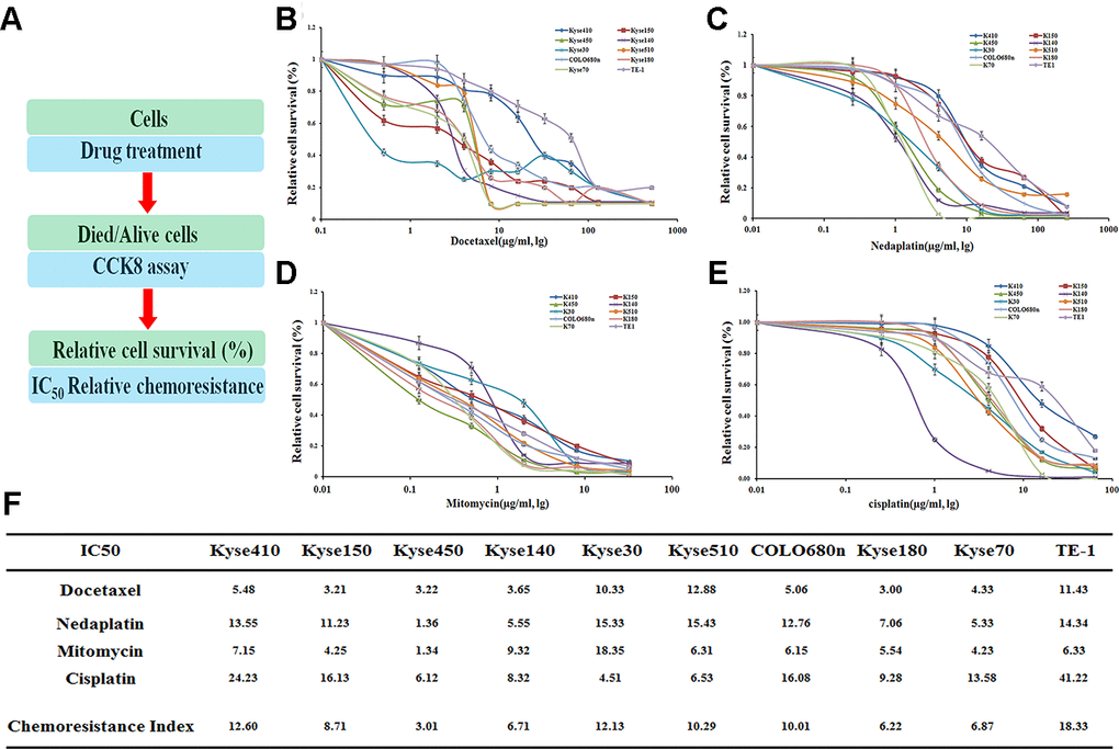 Drug resistance profiling of ten esophageal cancer cell lines. (A) Experimental scheme. (B–E) IC50 values of the four indicated chemotherapeutics. for ten esophageal cancer cell lines. The cell survival rates were calculated as percentages relative to the mock treatment and plotted against lg μg/ml of drug. (F) The IC50 values to those of the most sensitive cell cine (Kyse450) are presented in the table.