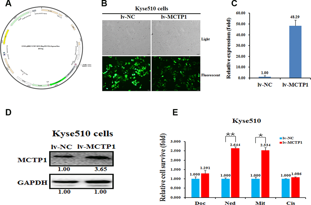 Effects of a forced reversal of the MCTP1 levels on the drug resistance of Kyse510 cells. (A) MCTP1 overexpression lentivirus vector map. (B) Representative areas of light and fluorescent of Kyse510 cells infected with MCTP1 overexpression lentivirus vector and the negative control (NC). MCTP1 mRNA (C) and protein (D) level determined by qRT-PCR and western blot analysis of Kyse510 cells infected with MCTP1 overexpression lentivirus vector and the negative control (NC). (E) The cell death triggered by an IC50 dose of four drugs in Kyse510 cells infected with MCTP1 overexpression lentivirus vector versus the negative control (NC) assayed 72hr after treatment with the IC50 dose of drugs.