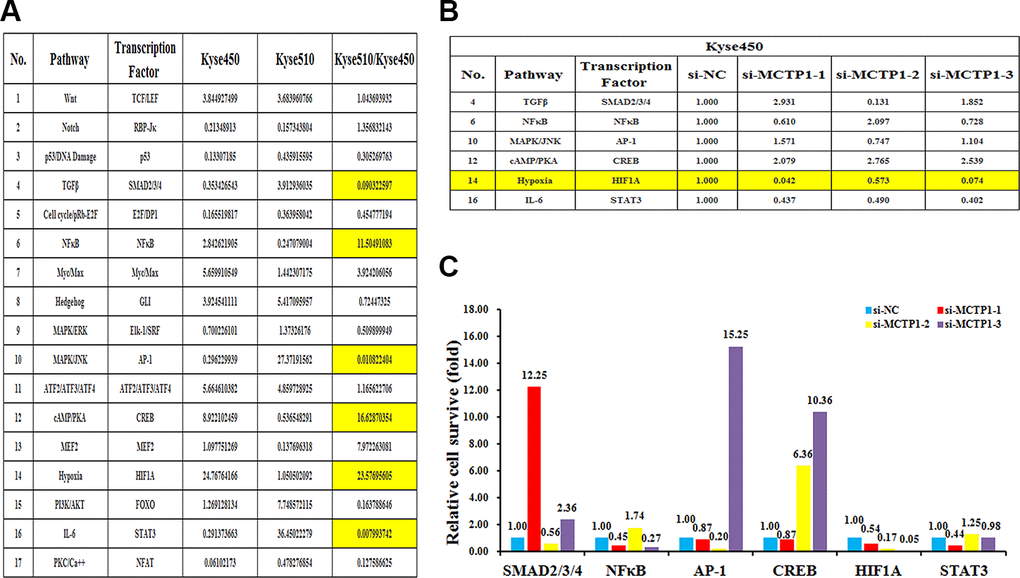 The effects of the forced reversal of MCTP1 levels on the activity of the signaling pathways in Kyse450 versus Kyse510 cells. (A) The activity of the seventeen pathways in Kyse450 versus Kyse510 cells, and there is great difference among TGFβ, NFκB, MAPK/JNK cAMP/PKA, Hypoxia and IL-6 pathways. (B) The relative pathway activities of the three different regions’ si-MCTP1 versus the negative control (NC) transfected in Kyse450 cells. (C) The expression ratio of the six transcription Factors in the MCTP1 three different regions siRNA versus the corresponding NC-transfected in Kyse450 cells.