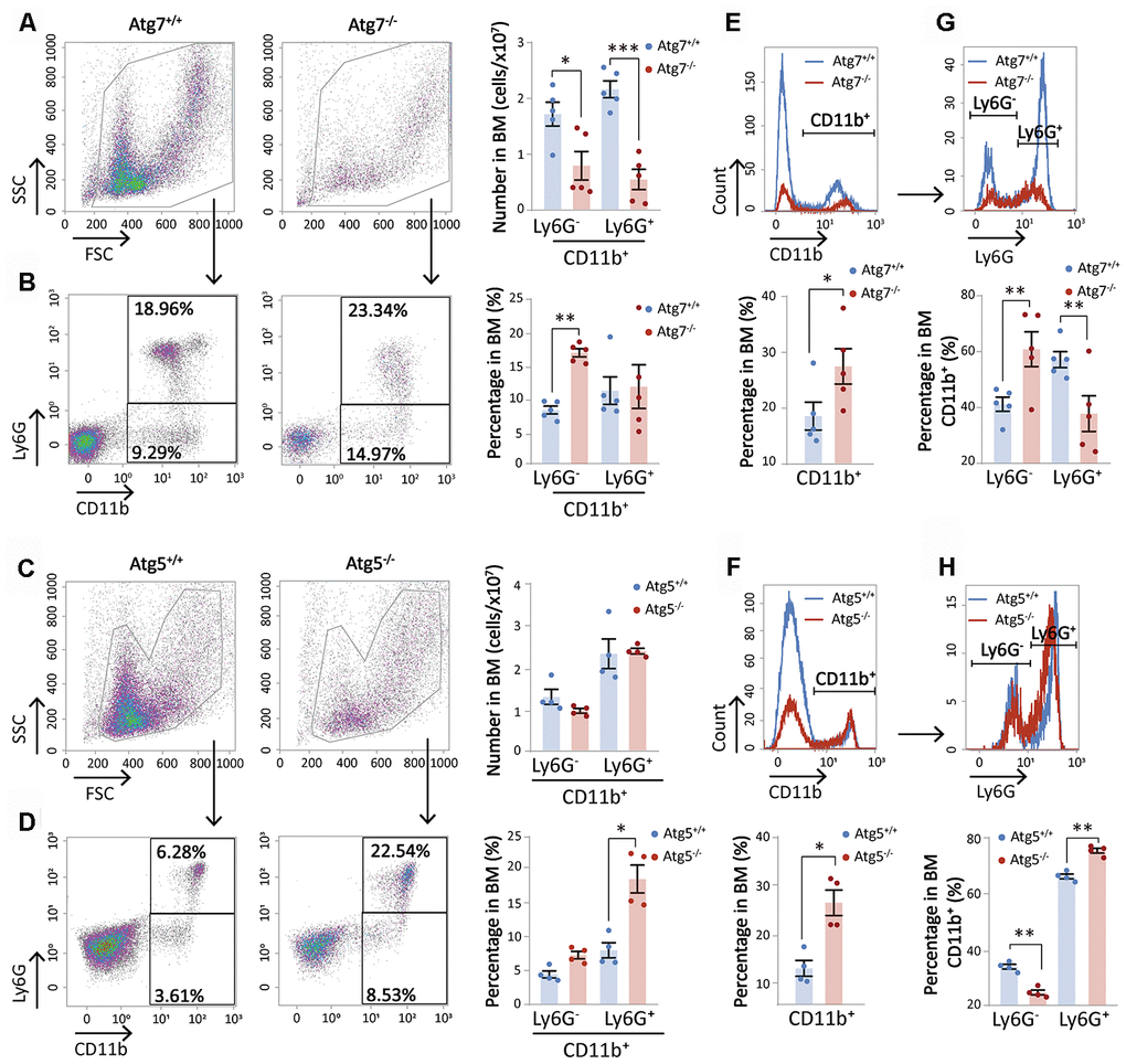 Atg7 deletion diminishes the cellularity of bone marrow CD11b+ myeloid cells. (A–D) Graphical and statistical analysis of CD11b and Ly6G by flow cytometry in the bone marrow cells of wild-type and Atg7 or Atg5 hematopoietic-specific deleted mice. (A, C) Number of CD11b+Ly6G- and CD11b+Ly6G+ myeloid cells in the bone marrow of wild-type and Atg7 or Atg5-deleted mice. (B, D) Percentage of CD11b+Ly6G- and CD11b+Ly6G+ myeloid cells in the bone marrow of wild-type and Atg7 or Atg5-deleted mice. (E, F) Percentage of CD11b+ and CD11b- myeloid cells in the bone marrow of wild-type and Atg7 or Atg5-deleted mice. (G, H) Percentage of Ly6G+ and Ly6G- myeloid cells in CD11b+ myeloid cells from the bone marrow of wild-type and Atg7 or Atg5-deleted mice.
