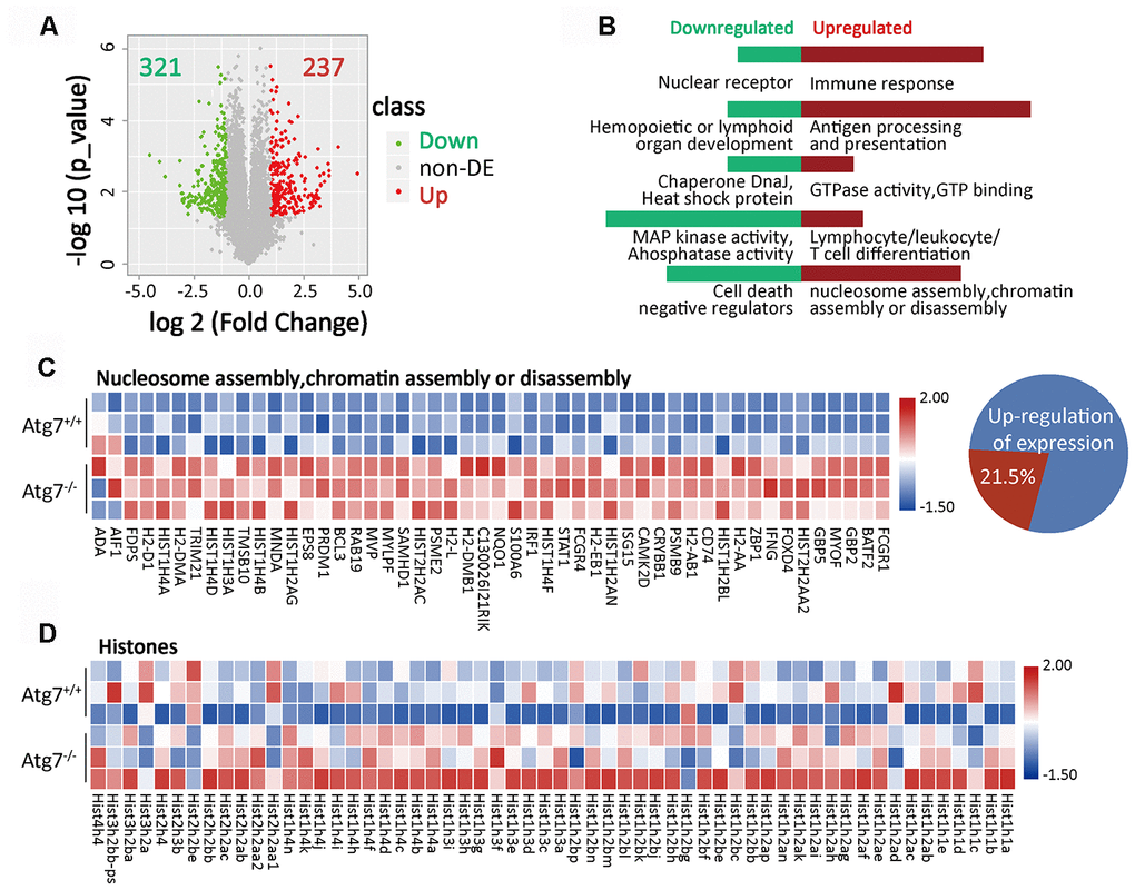 Atg7-deletion causes abnormal nucleosome assembly of bone marrow CD11b+Ly6G- myeloid cells. (A) Volcano plot of differentially expressed genes (fold change >2, P-value +Ly6G- cells. A total of 237 genes were significantly up-regulated, while 321 genes were down-regulated in atg7-deletion CD11b+Ly6G- cells. non-DE: non-differentially expressed genes. (B) GO enrichment analysis of up-regulated (right) and down-regulated (left) genes. (C) Gene expression heatmap of nucleosome/chromatin assembly-associated genes in atg7-deletion and wild type CD11b+Ly6G- cells. Percentage of nucleosome/chromatin assembly-associated genes out of total number of up-regulated genes. (D) Gene expression heatmap of histone genes in atg7-deletion and wild type CD11b+Ly6G- cells.