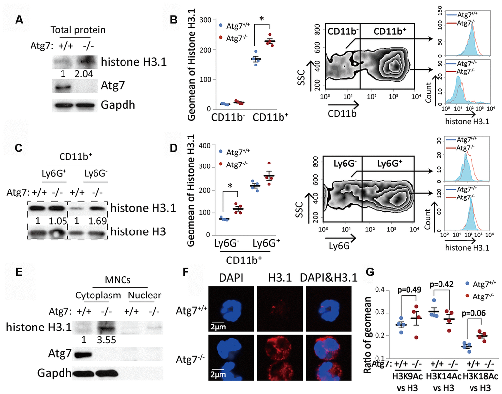 Atg7-deletion accumulated histone H3.1 protein with incorrect cytoplasmic localization in the bone marrow CD11b+Ly6G- myeloid cells. (A, C). Western blotting analysis of histone H3.1 in bone marrow cells. Gapdh or total histone H3 was used as a loading control. (A) Mononuclear cells; (C) CD11b+Ly6G- and CD11b+Ly6G+ myeloid cells. (B, D) Flow cytometric analysis of protein level of histone H3.1 in bone marrow cells. (B) Analysis of histone H3.1 in CD11b- and CD11b+ bone marrow cells. (D) Analysis of histone H3.1 in CD11b+Ly6G- and CD11b+Ly6G+ myeloid cells. Right, scheme for analysis of histone H3.1 in bone marrow cells. Left, statistical analysis of histone H3.1 geometric mean fluorescence intensity (MFI) in bone marrow cells. (E) Western blotting analysis of histone H3.1 in cytoplasm and nucleus from mononuclear cells. (F). Confocal detection of histone H3.1 protein in CD11b+Ly6G- myeloid cells. (G) Ratio of geometric mean of H3K9/14/18Ac compared to H3.