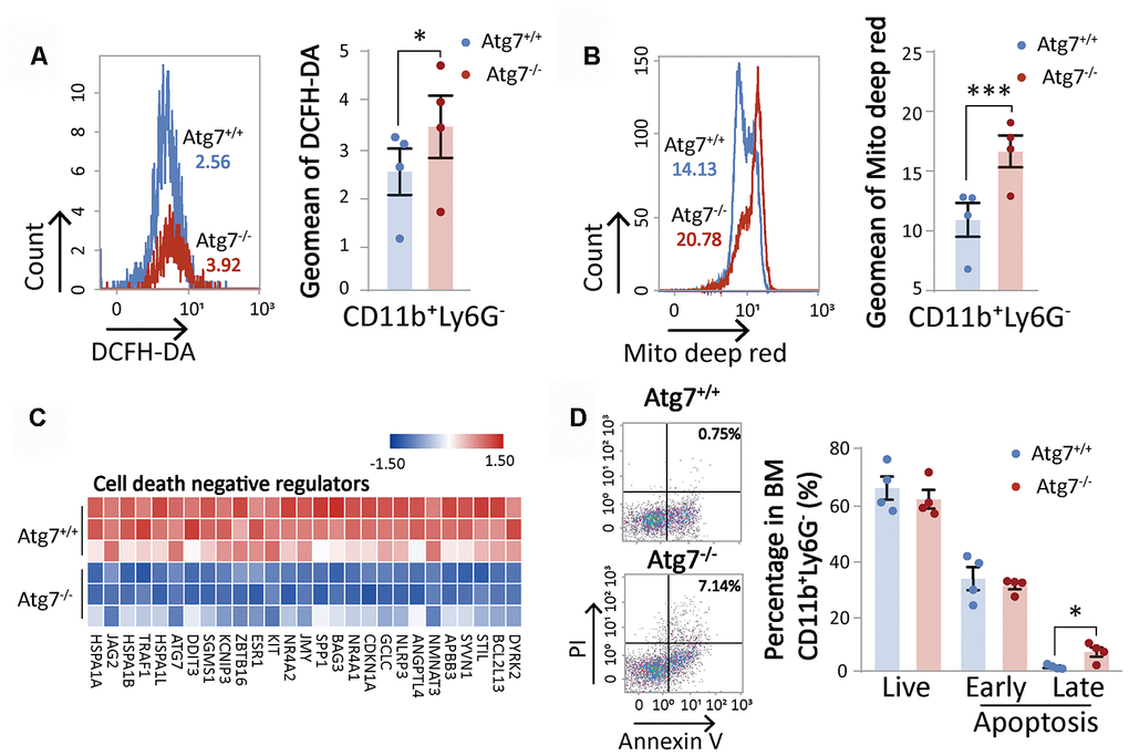 Atg7 deletion accelerates the aging of CD11b+Ly6G- myeloid cells. (A) Flow cytometric analysis of ROS levels of CD11b+Ly6G- cells with fluorescent DCFH-DA. Left, histogram for flow cytometric assessment of CD11b+Ly6G- cells; right, geometric mean fluorescence intensity (MFI) of DCFH-DA in CD11b+Ly6G- cells of wild-type mice and atg7-deleted mice. (B) Flow cytometric analysis of mitochondrial mass levels of CD11b+Ly6G- cells with florescent MitoTracker Deep Red. Left, histogram for the flow cytometric assessment of CD11b+Ly6G- cells; right, geometric MFI of MitoTracker Deep Red in CD11b+Ly6G- cells of wild-type and atg7-deleted mice. (C) Gene expression heatmap of cell death negative regulators. (D) Analysis of apoptosis in CD11b+Ly6G- cells of wild-type mice and Atg7-deleted mice by Annexin V and PI double staining. Left, representative flow cytometric measurement; right, statistical results from cytometric analysis. Early apoptosis, Annexin V+PI-; late apoptosis, Annexin V+PI+ (right)