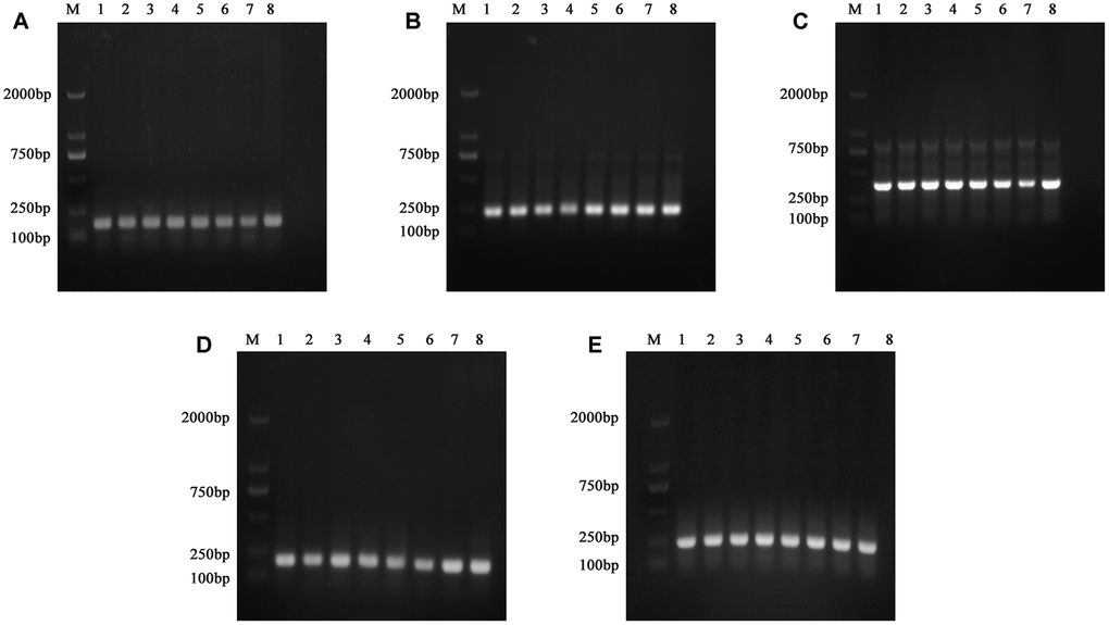 Electropherograms of PCR product fragments verified by sequence verification of 5 SNPs of partial DNA samples. (A) Electropherogram of PCR product of rs1045642 polymorphism. (B) Electropherogram of PCR product of rs4148727 polymorphism. (C) Electropherogram of PCR product of rs2032582 polymorphism. (D) Electropherogram of PCR product of rs3789243 polymorphism. (E) Electropherogram of PCR product of rs1858923 polymorphism.