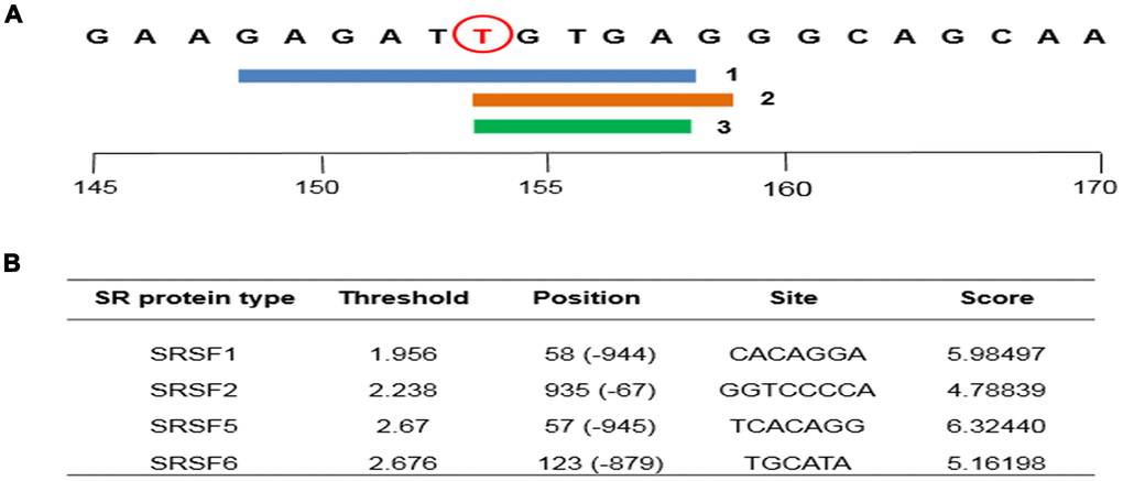 Human Splicing Finder version 3.1 (HSF) and ESE finder 3.0 bioinformatics analysis softwares are used to predict the effect the mutation of the rs1045642 SNP of the ABCB1 gene on AS. (A) The three algorithms of HSF software predict that polymorphism is an ESE site. (B) ESE finder software predicts the binding ability of ESE site to SRps.