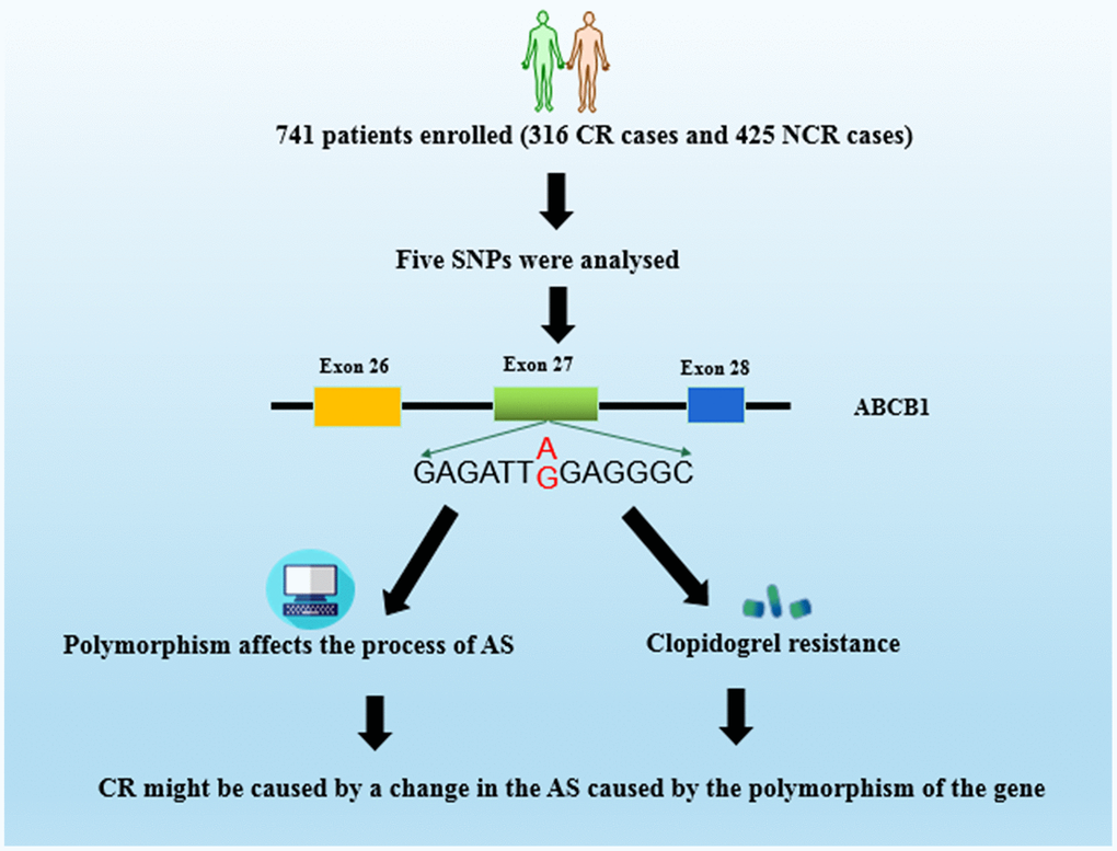 Schematic representation of mechanism of genetic polymorphism of ABCB1 and clopidogrel resistance (CR) in patients.