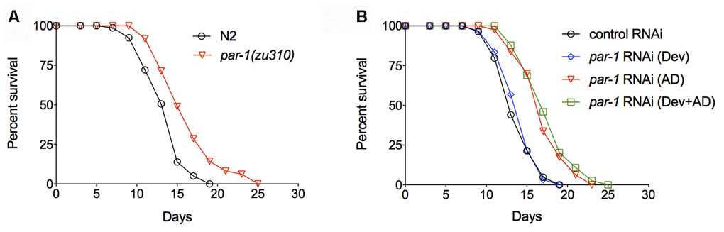 Inhibition of par-1 during adulthood is sufficient to significantly extend lifespan. (A) Survival curves of the wild-type N2 and par-1(zu310) temperature sensitive mutant (p B) Survival curves of the wild-type N2 treated with either the control RNAi or par-1 RNAi at different stages. Dev, par-1 RNAi treatment during development (p = 0.5368, log-rank test). AD, par-1 RNAi treatment during adulthood (p par-1 RNAi treatment during the whole life (p Supplementary Table 1.