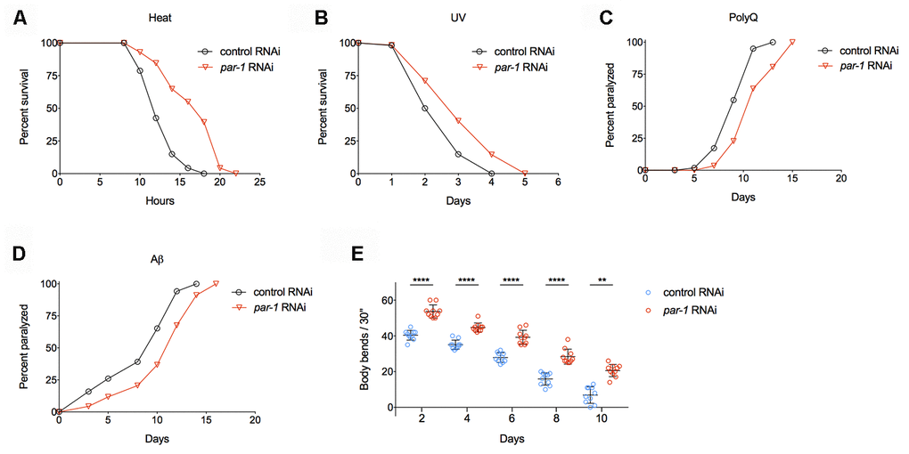 RNAi knockdown of par-1 significantly improves healthspan. (A) Survival curves of wild-type animals treated with either the control or par-1 RNAi at 35°C (p B) Survival curves of wild-type animals treated with either the control or par-1 RNAi upon UV (2,000 J/m2) exposure (p = 0.0003, log-rank test). (C, D) Age-associated paralysis induced by body wall muscle expression of either Q35 (C) or Aβ (D) in animals treated with the control or par-1 RNAi (p E) Body bending rates of day 2, 4, 6, 8, and 10 adults treated with either the control or par-1 RNAi (****, p p = 0.0029, two-way ANOVA with Sidak's multiple comparison tests). Detailed quantitative data and statistical analyses are included in Supplementary Tables 2–5.