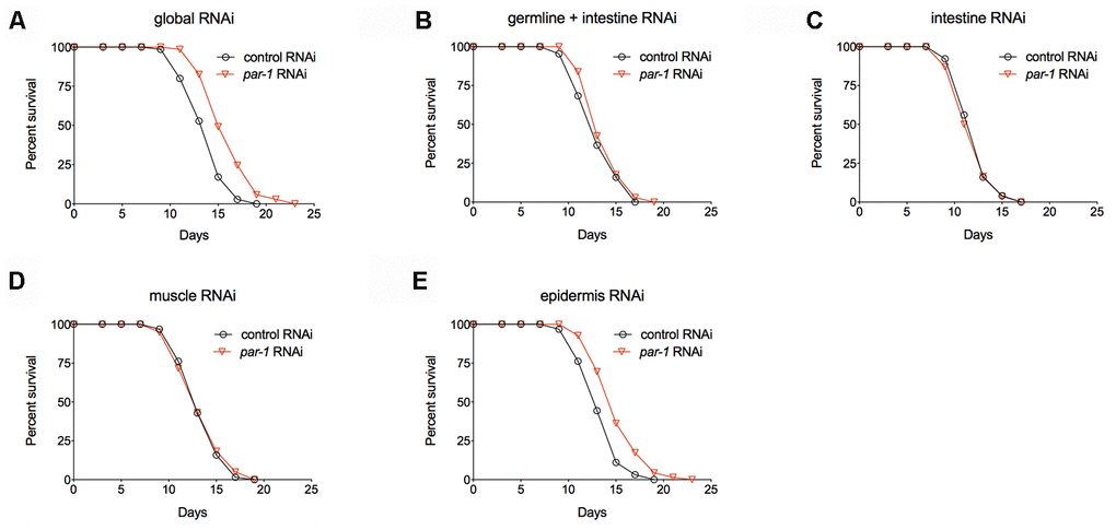 par-1 mainly functions in the epidermis to regulate lifespan. (A) Survival curves of animals treated with the global control or par-1 RNAi (p B) Survival curves of animals treated with the germline plus intestine-enriched control or par-1 RNAi (p = 0.1756, log-rank test). (C) Survival curves of animals treated with the intestine-enriched control or par-1 RNAi (p = 0.6433, log-rank test). (D) Survival curves of animals treated with the muscle-enriched control or par-1 RNAi (p = 0.7955, log-rank test). (E) Survival curves of animals treated with the epidermis-enriched control or par-1 RNAi (p par-1 RNAi during the adulthood. Detailed quantitative data and statistical analyses are included in Supplementary Table 1.