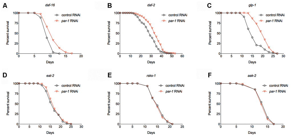 Epistatic analysis of par-1 for its effects on lifespan. (A) Survival curves of the daf-16 mutant treated with the control or par-1 RNAi (p B) Survival curves of the daf-2 mutant treated with the control or par-1 RNAi (p C) Survival curves of the glp-1 mutant treated with the control or par-1 RNAi (p D) Survival curves of the eat-2 mutant treated with the control or par-1 RNAi (p = 0.1489, log-rank test). (E) Survival curves of the rsks-1 mutant treated with the control or par-1 RNAi (p = 0.7661, log-rank test). (F) Survival curves of the aak-2 mutant treated with the control or par-1 RNAi (p = 0.4647, log-rank test). In all cases, animals were treated with the control or par-1 RNAi during the adulthood. Detailed quantitative data and statistical analyses are included in Supplementary Table 1.