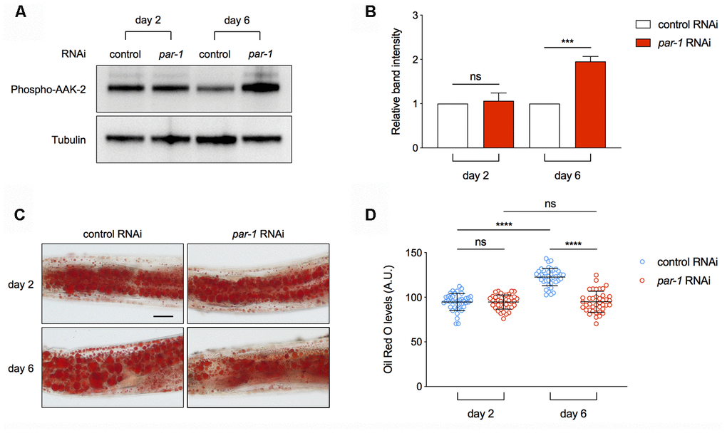 Inhibition of par-1 activates AMPK and decreases lipid levels in the metabolic tissue. (A, B) Immunoblots (A) and quantification (B) of phospho-AAK-2 (AMPKα) and tubulin using proteins extracted from dissected intestinal tissues of day 2 and day 6 adult animals treated with the control or par-1 RNAi. Ratio of the phospho-AAK-2 band intensity to that of tubulin was normalized to the control RNAi treated samples. Data are represented as mean ± SD based on three independent biological replicates. (C, D) Representative Oil Red O staining images (C) and quantification (D) of the staining signal in day 2 and day 6 adult animals treated with the control or par-1 RNAi. Data are represented as mean ± SD. ns, not significant, ****, p 