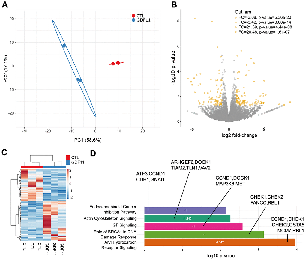 Anti-fibrogenic pathways are inhibited after GDF11 treatment in the liver of ob/ob mice. (A) Principal Component Analysis applied to expression profiles of 179 genes in control and GDF11-treated livers from ob/ob mice (n=3 per group). (B) Volcano plot displaying differences in gene expression (|log2 fold-change| >2, -log10 p-value >1.3). The top 4 outliers, not in the plot, are evidenced in terms of fold change (FC) and significance (p-value). (C) Heatmap showing differences in mRNA expression levels between control and GDF11-treated ob/ob mice (n=3 per group). (D) Bar plot reporting biological pathways in crescent statistical significance order (bar length), together with the functional inhibition score of the pathways (z-score value within the bar) and the differentially expressed genes representing each pathway.