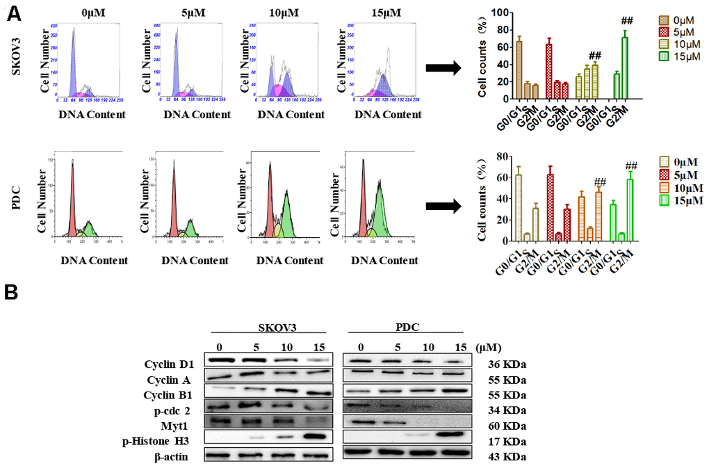 Effects of cardamonin on cell cycle distribution of ovarian cancer cells. (A) Cells were treated with different concentrations of cardamonin for 48 h. Representative flow cytometry data on SKOV3 cells and PDC treated with cardamonin. Graphs showing changes in the percentage of cells at each phase of the cell cycle for both SKOV3 and PDC groups. (B) Representative western blots showing the effects of cardamonin on expression of cyclin D1, cyclin A, cyclin B1, p-cdc2, Myt1 and p-Histone H3. Data represent average results from three independent experiments; SD signifies standard deviation (n=3), **P