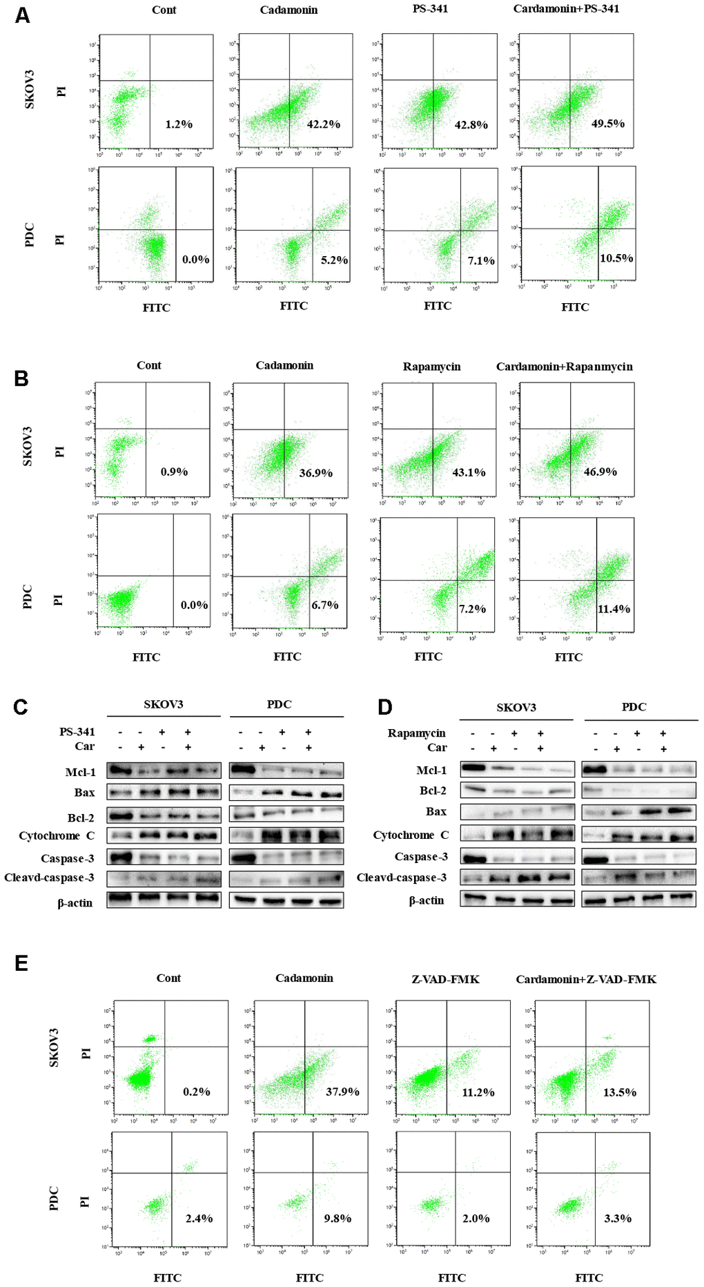 Cardamonin induces apoptosis through NF-κB and mTOR pathways in SKOV3 and PDC. (A, B, E) Representative images showing apoptosis detected with Annexin V-FITC and PI staining in SKOV3 and PDC after treatment of cardamonin (15 μM), PS-341 (50 nM) or Z-VAD-FMK(20 μM). The percentages in the bottom right quadrant and top right quadrant represent early and late apoptosis, respectively. (C, D) Western blot showing change of protein expression of Mcl-1, Bax, Bcl-2, cytochrome C, caspase-3 and cleaved caspase-3. β-actin was included as a loading control.