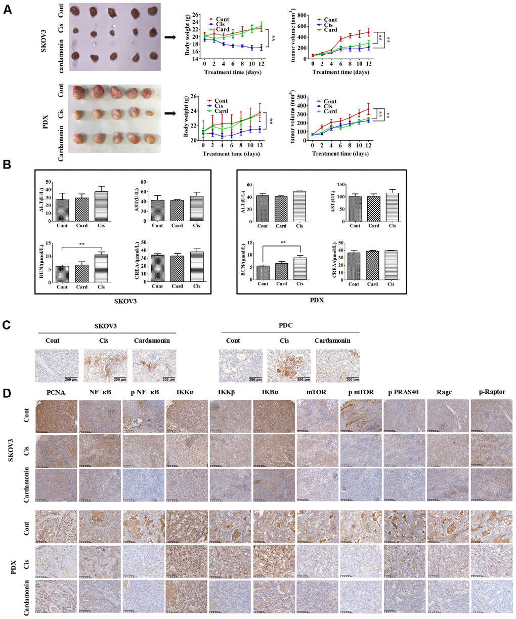 Cardamonin inhibits tumor growth in vivo without serious side-effects. (A) Images showing tumors collected from each group. Tumor volumes and weights were measured every other day. (B) Graphs showing the changes of serum levels of ALT, AST, BUN and CREA levels in mouse. (C) Representative images showing the apoptosis detected in xenograft tumors with TUNEL assay. (D) IHC results showing the staining patterns of NF-κB and mTOR pathway-related proteins in tumors, **P