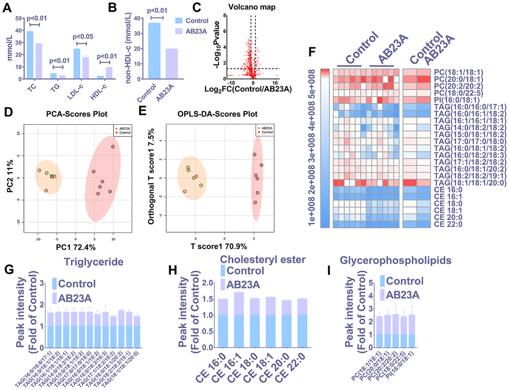 AB23A improves the plasma lipid fraction of ovariectomized ApoE-/- mice. (A, B) Kits were used to measure the levels of total cholesterol (TC), total triglycerides (TG), high-density lipoprotein (HDL-c) and low-density lipoprotein in plasma (LDL-c). The remaining plasma lipids were extracted and detected by HPLC-Q-TOF/MS, and statistical analysis was performed according to different mathematical models. (C) The volcano plot shows the difference in the lipid metabolites between the AB23A-treated group and the control group. (D) PCA score chart showing the differences in the plasma samples from the AB23A-treated group (green) and the model control group (red). PC1=72.4%, PC2=11.0%. (E) The OPLS-DA score chart shows the AB23A-treated group (Orange) and the control group (Red). The adaptability and predictive ability are expressed as follows: T score1=70.9%, Orthogonal T score1=7.5%. (F) The heat map shows that after screening, AB23A can significantly affect the different classes of plasma lipids. (G–I) The box plots show the relative lipid content of each category. The data are expressed as the mean ± SEM (n=6/group).