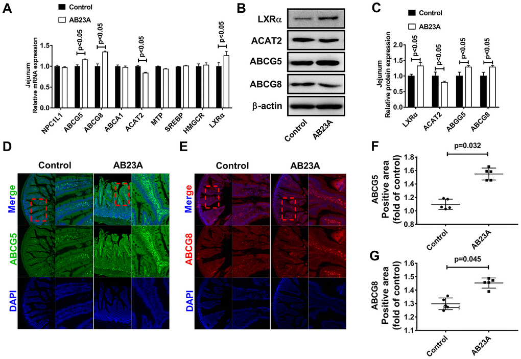 AB23A reduces the ability of the proximal jejunum to metabolize exogenous lipids into the blood. (A) mRNA expression of targets related to lipid metabolism in the jejunum. (B, C) Western blot was used to detect the protein levels of LXRα, ABCG5, ABCG8 and ACAT2 in the proximal jejunum. (D–G) Immunofluorescence detection of ABCG5 and ABCG8 in the proximal jejunum. p-values represent comparisons with the control group. The results represent the mean ± SEM (n=3/group).