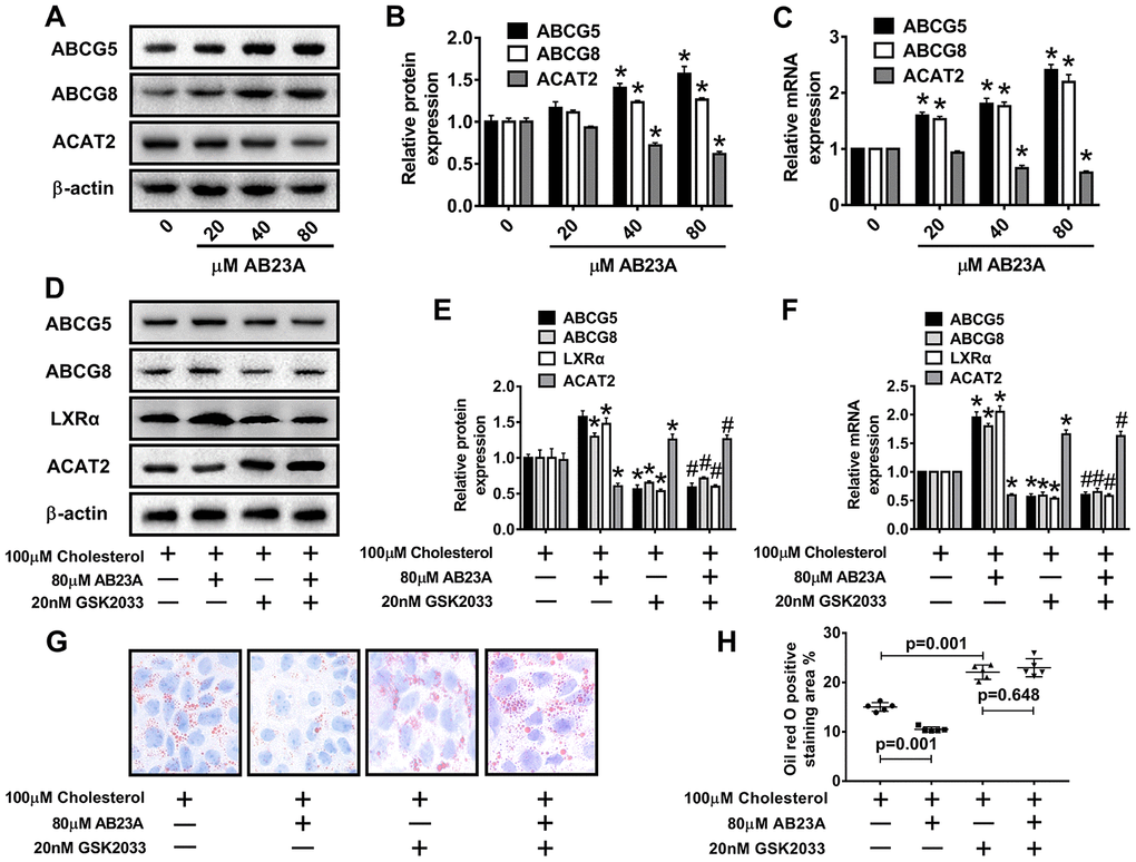 AB23A promotes the expression of ABCG5 and ABCG8 by activating LXRα. Caco-2 cells cultured under high-fat conditions were exposed to different concentrations of AB23A (0, 20, 40, or 80 μM) for 24 h. (A–C) The protein and mRNA expression of ACAT2, ABCG5 and ABCG8 in Caco-2 cells from different groups (n=3/group). (D–F) The LXRα inhibitor GSK2033 was added with 80 μM AB23A for 24 h. RT-qPCR and Western blot analyses were performed to evaluate the mRNA and protein levels of LXRα, ACAT2, ABCG5, and ABCG8 (n=3/group). (G) Representative image of Oil Red O staining of Caco-2 cells. Original magnification: 200×. (H) Quantification of the intracellular lipid droplet area (n=5/group). The data are expressed as the mean ± SEM, and the results were obtained from three independent experiments. *P 