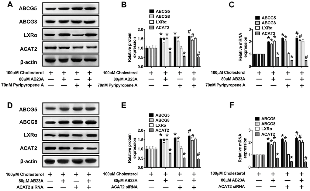 The LXRα-ACAT2 pathway is involved in the upregulation of ABCG5 and ABCG8 by AB23A. In Caco-2 cells cultured under high-fat conditions, 80 μM AB23A and ACAT2 inhibitors were simultaneously administered and incubated for 24 h. (A–C) RT-qPCR and Western blot analyses were performed to assess the mRNA and protein levels of ABCG5, ABCG8, LXRα, and ACAT2 (n=3/group). Caco-2 cells were pretreated with ACAT2 siRNA. (D–F) RT-qPCR and Western blot analyses were performed to evaluate the mRNA and protein levels of ABCG5, ABCG8, LXRα, and ACAT2 in the different groups (n=3/group). The data are expressed as the mean ± SEM, and the results were obtained from three independent experiments. *P 