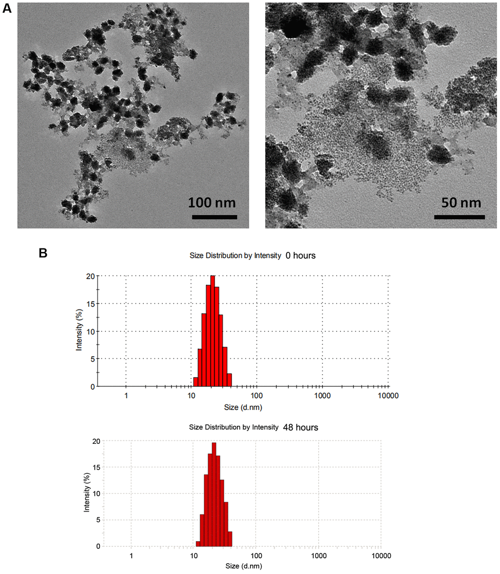 Physicochemical property of ZnO NPs(Cp/Gem). (A) The morphologies of ZnO NPs(Cp/Gem) by transmission electron microscopy. (B) Size distributions of ZnO NPs(Cp/Gem) determined by dynamic light scattering at 0 and 48 h.
