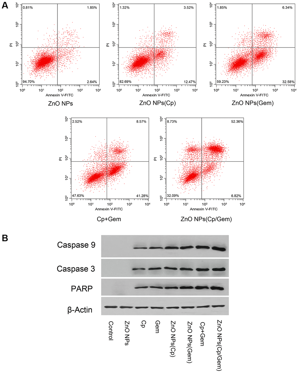 Effect of ZnO NPs(Cp/Gem) on A549 apoptosis. (A) Apoptosis is tested by Annexin V-FITC/PI method. (B) The protein levels of Caspase3, Caspase 9, and RARP is measured by Western blot.