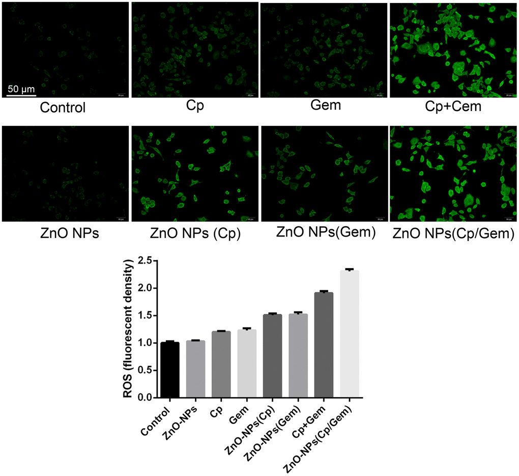 The ROS levels in the ZnO-NPs, Cp, Gem, Cp+Gem, ZnO-NPs(Cp), ZnO-NPs(Gem) and ZnO NPs(Cp/Gem) groups are tested by CellROX probe method.