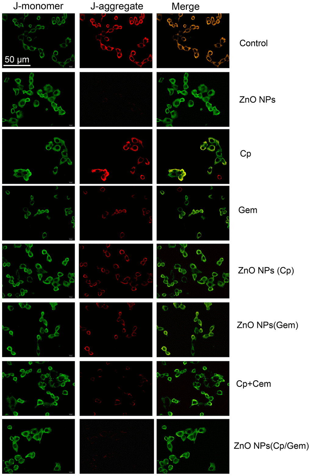 The mitochondrial membrane potential in A549 cells in ZnO-NPs, Cp, Gem, Cp+Gem, ZnO-NPs(Cp), ZnO-NPs(Gem) and ZnO NPs(Cp/Gem) groups is observed under a fluorescence microscope.