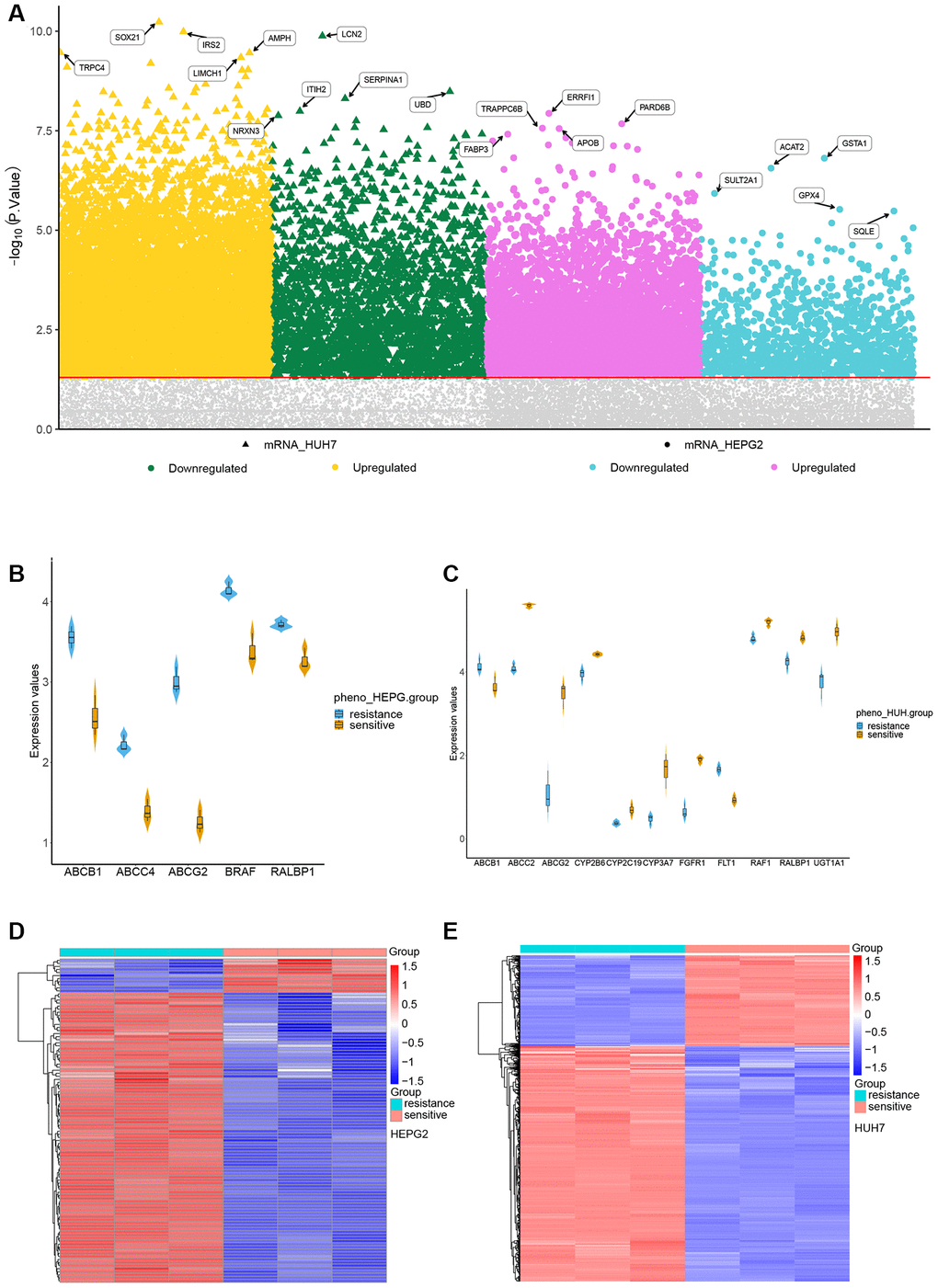 Identification of differentially expressed genes (DEGs) in sorafenib resistance. (A) DEGs in sorafenib resistance. (B) Expression of sorafenib-targeted genes in sorafenib-sensitive and -resistant HepG2 cells. (C) Expression of sorafenib-targeted genes in sorafenib-sensitive and -resistant Huh7 cells. (D) Cluster heatmap of DEGs between sorafenib-sensitive and -resistant HepG2 cells. (E) Cluster heatmap between sorafenib-sensitive and -resistant Huh7 cells.