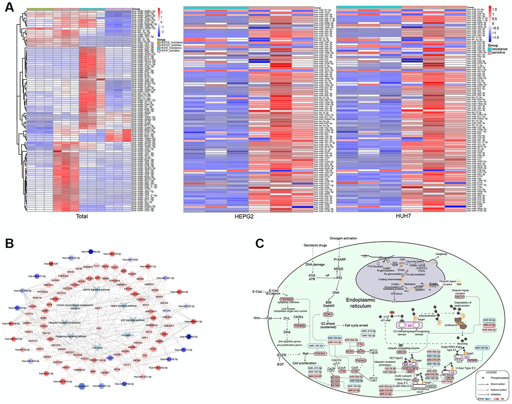 Potential mechanisms of resistance to sorafenib in hepatocellular carcinoma (HCC). (A) Expression of microRNAs (miRNAs) associated with resistance. (B) Comprehensive landscape of miRNAs and transcription factors (TFs) regulating pathways perturbed in sorafenib-resistant HCC. The border color of nodes reflects the log (fold change) in HepG2 cells; the inside color reflects the log (fold change) in Huh7 cells. (C) Potential mechanisms of resistance to sorafenib.