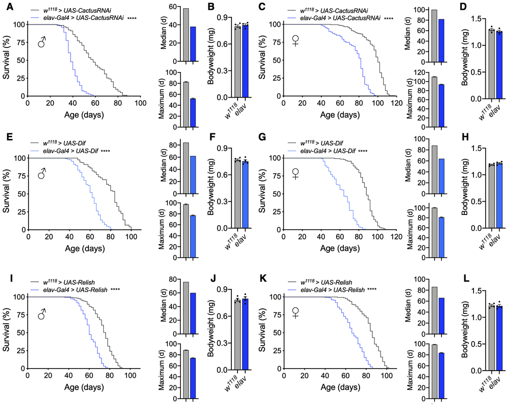 Pan-neuronal activation of Toll or Imd pathway signaling shortens lifespan. (A–D) Survival, median lifespan, and 10% max lifespan (A) and bodyweight (B) of elav-Gal4/UAS-CactusRNAi males (blue) and UAS-CactusRNAi/+ (black) control males. Corresponding lifespan analysis (C) and bodyweight (D) for females. (E–H) Survival, median lifespan, and 10% max lifespan (E) and bodyweight (F) of elav-Gal4/UAS-Dif males (blue) and UAS-Dif/+ (black) control males. Corresponding lifespan analysis (G) and bodyweight (H) for females. (I–L) Survival, median lifespan, and 10% max lifespan (I) and bodyweight (J) of UAS-Relish/+;elav-Gal4/+ males (blue) and UAS-Relish/+;+/+ (black) control males. Corresponding lifespan analysis (K) and bodyweight (L) for females. Data information: statistics for curve comparisons are shown in the figure. Error bars represent mean ± SEM. **** p