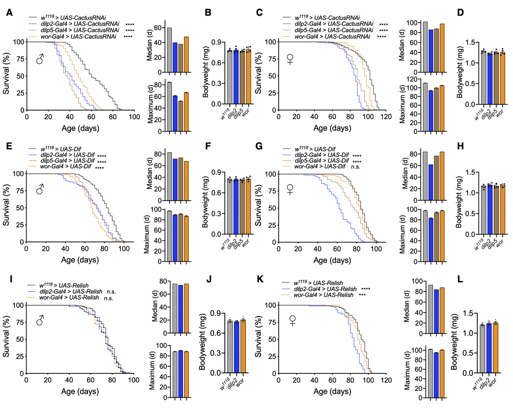 Activation of Toll pathway signaling in IPCs or neuroblasts shortens lifespan. (A–D) Survival, median lifespan, and 10% max lifespan (A) and bodyweight (B) of dilp2-Gal4/+;UAS-CactusRNAi/+ males (blue), dilp5-Gal4/+;UAS-CactusRNAi/+ males (brown), wor-Gal4/+;UAS-CactusRNAi/+ males (orange), and +/+;UAS-CactusRNAi/+ (black) control males. Corresponding lifespan analysis (C) and bodyweight (D) for females. (E–H) Survival, median lifespan, and 10% max lifespan (E) and bodyweight (F) of dilp2-Gal4/+;UAS-Dif/+ males (blue), dilp5-Gal4/+;UAS-Dif /+ males (brown), wor-Gal4/+;UAS-Dif/+ males (orange), and +/+;UAS-Dif/+ (black) control males. Corresponding lifespan analysis (G) and bodyweight (H) for females. (I–L) Survival, median lifespan, and 10% max lifespan (I) and bodyweight (J) of dilp2-Gal4/UAS-Relish males (blue), wor-Gal4/UAS-Relish males (orange), and UAS-Relish/+ (black) control males. Corresponding lifespan analysis (K) and bodyweight (L) for females. Data information: statistics for curve comparisons are shown in the figure. Error bars represent mean ± SEM. *** p