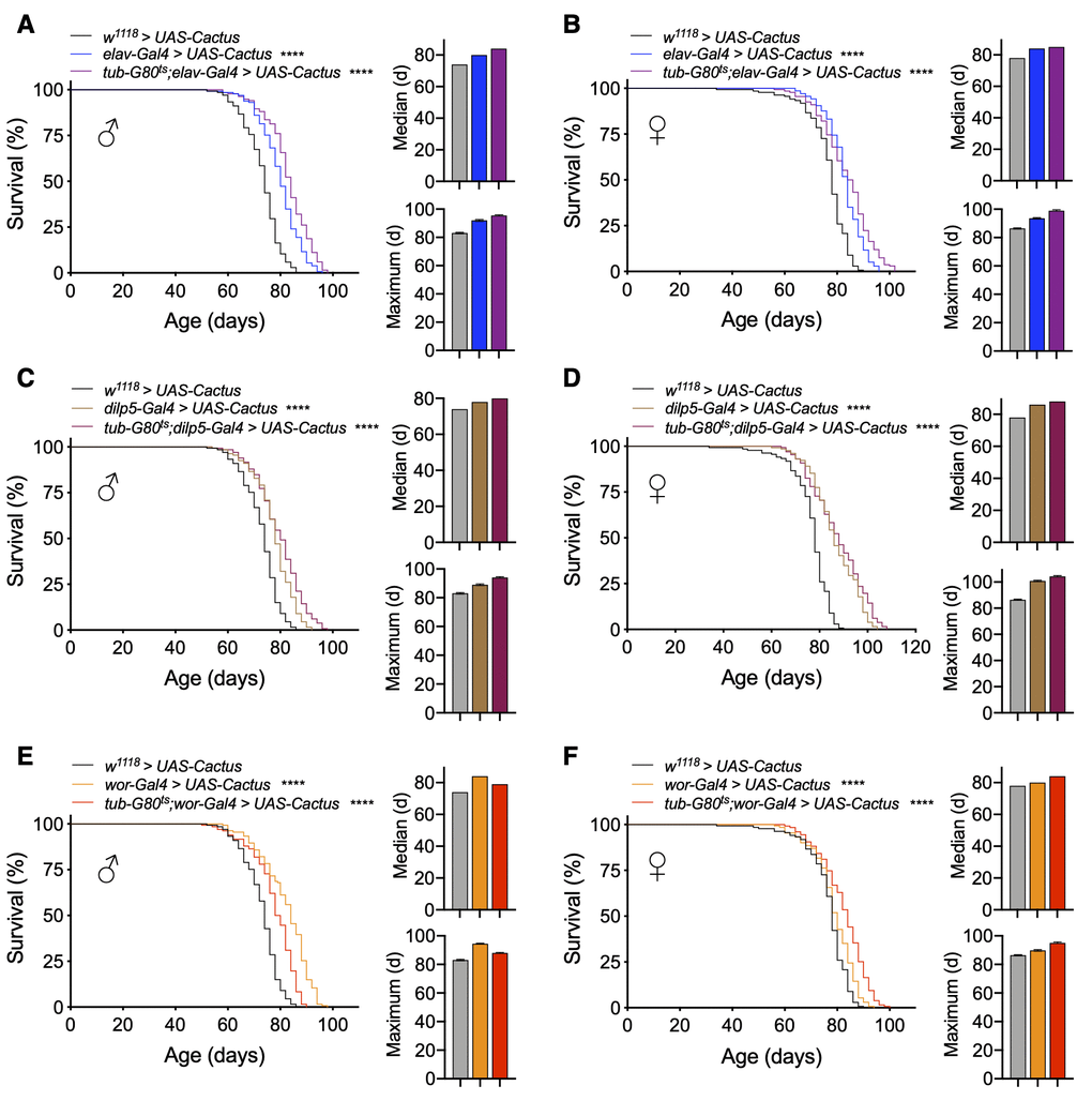 Lifespan effects of Toll pathway inhibition in IPCs and neuroblasts are stage-dependent. (A, B) Survival, median lifespan, and 10% max lifespan of UAS-Cactus/+;elav-Gal4/+ males (blue), tub-Gal80ts/UAS-Cactus;elav-Gal4/+ males (purple), and UAS-Cactus/+;+/+ (black) control males (A). Corresponding lifespan analysis for females (B). (C, D) Survival, median lifespan, and 10% max lifespan of dilp5-Gal4/UAS-Cactus;+/+ males (brown), dilp5-Gal4/UAS-Cactus;tub-Gal80ts/+ males (purple), and UAS-Cactus/+;+/+ (black) control males (C). Corresponding lifespan analysis for females (D). (E, F) Survival, median lifespan, and 10% max lifespan of wor-Gal4/UAS-Cactus;+/+ males (orange), wor-Gal4/UAS-Cactus;tub-Gal80ts/+ males (red), and UAS-Cactus/+;+/+ (black) control males (E). Corresponding lifespan analysis for females (F). Data information: statistics for curve comparisons are shown in the figure. Error bars represent mean ± SEM. **** p