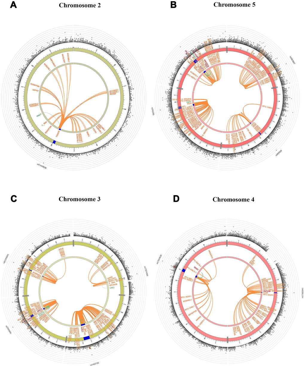 Circos plots indicating genes from genome-wide significant SNPs on chromosomes 2 (A), 5 (B) in Danish sample and 3 (C), 4 (D) in Chinese sample based on GCC model. The blue region shows the genomic risk region. Genes mapped by chromatin interaction, eQTL and both are displayed in orange, green and red respectively. The most outer layer shows a Manhattan plot only for SNPs with p 