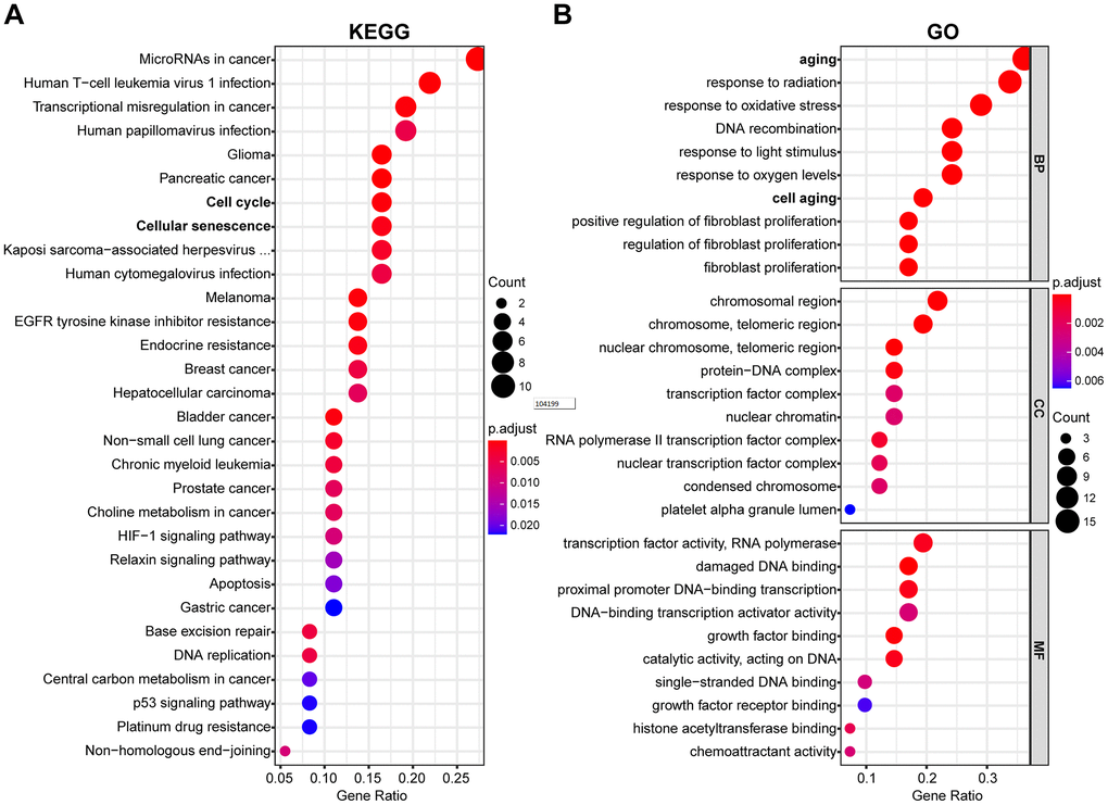 Functional enrichment analysis of DEAGs of the TCGA data set. (A) The top 30 enriched pathways from KEGG pathway analysis are displayed using an enriched scatter diagram. (B) The top 10 enrichment GO terms of BP, CC and MF for DEAGs are also displayed with a scatter diagram. KEGG, Kyoto Encyclopedia of Genes and Genomes. GO, Gene Ontology; BP, biological process; CC, cell component; MF, molecular function.
