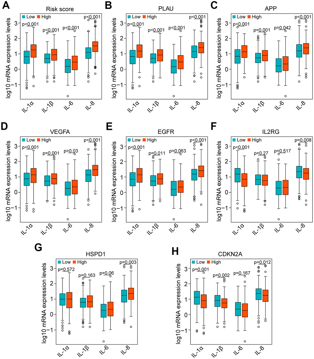 Correlation of proinflammatory factors with the risk score and genes of the risk model in the TCGA data set. (A) Comparison of the main proinflammatory factors (IL-1α, IL-1β, IL-6 and IL-8) between the high-risk and low-risk groups. (B–H) Distribution of the main proinflammatory factors based on high and low expression of PLAU, APP, VEGFA, EGFR, IL2RG, HSPD1 and CDKN2A.