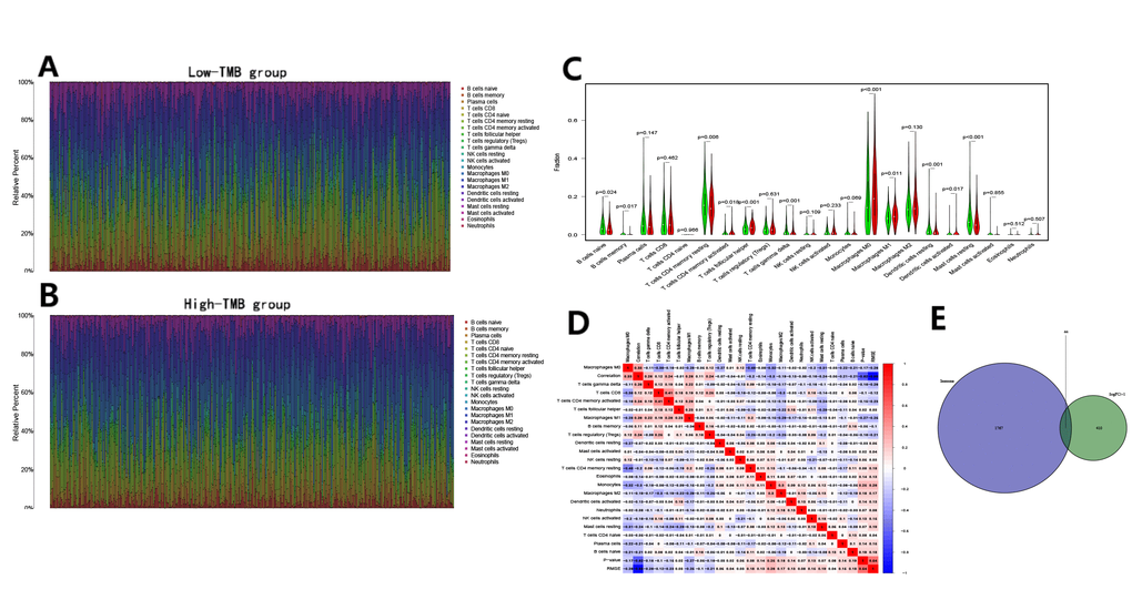 Immune cell content in the high and low TMB groups and the identification of TMB-related immune genes. (A, B) The stacked bar chart indicates the distribution of 22 immune cells in the low and high TMB groups, respectively; (C) The violin plot indicates the differentially infiltrated immune cells between in the high and low TMB groups. The green color represents the low TMB group, and the red color represents the high TMB group; (D) The correlation matrix of immune cell proportions. The red color represents positive correlations and the blue color represents negative correlations; (E) The identification of TMB-related immune genes.