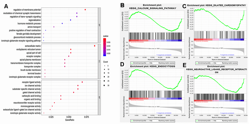 Functional enrichment analysis. (A) MF, BP, CC in GO categories of DEGs; (B–E) ADRB1 related pathways using the GSEA software. MF, molecular functions; BP, biological processes; CC, cellular components; GO, gene ontology; DEGs, differentially expressed genes.