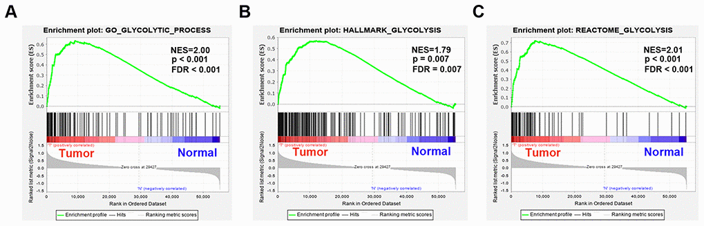 Enrichment plots between EAC and normal tissues identified by GSEA. (A) GO glycolytic process gene set, (B) Hallmark glycolysis gene set, (C) Reactome glycolysis gene set. Abbreviations: FDR, False discovery rate; NES, Normalized enrichment score;