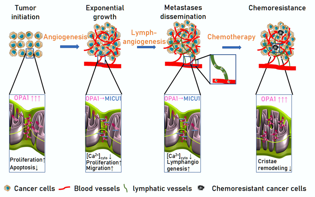 OPA1 participates in different steps of tumorigenesis and metastatization. Tumor initiation: OPA1 is upregulated in a variety of cancer types, favoring proliferation, and protecting them from apoptosis. Exponential growth: endothelial OPA1 enhances tumor vascularization. By interacting with the mitochondrial calcium uptake machinery component MICU1, OPA1 limits Ca2+ accumulation in the cytosol, a negative regulator endothelial cells proliferation and migration. (3) Metastases dissemination: Endothelial OPA1 favors lymphatic vessels differentiation from venous blood vessels. (4) Chemoresistance: OPA1 overexpression in cancer cells curtails cristae remodeling, a key step for cytochrome c release and induction of cell death by targeted and conventional anti-cancer drugs.