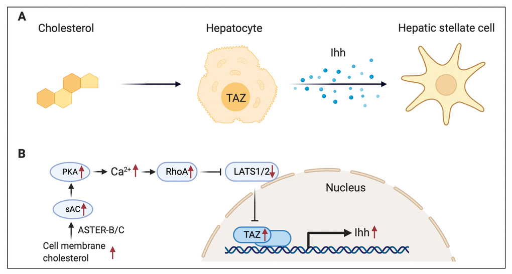Summary scheme of the cholesterol-mediated hepatocyte and stellate cell crosstalk pathway in NASH.(A) In NASH, elevated cholesterol upregulates TAZ in hepatocytes, and TAZ activates hepatic stellate cells by inducing Ihh. (B) In hepatocyte, ASTER-B/C-mediated plasma membrane cholesterol internalization activates PKA and calcium signaling through soluble adenylyl cyclase (sAC). The resulting increase in RhoA activity inhibits LATS1/2 and promotes TAZ nucleus translocation. As a transcription factor, high level of TAZ enhances Ihh mRNA expression.
