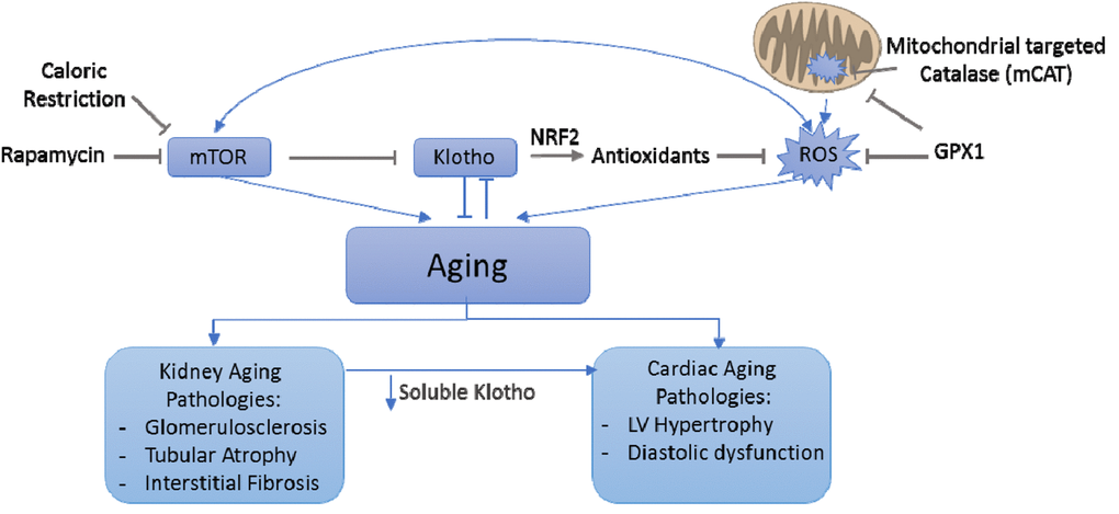 Interplay between mTOR/rapamycin, Klotko, ROS and mitochondria in both kidney and cardiac aging