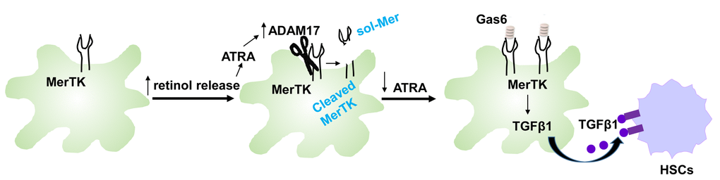 Summary scheme of MerTK-mediated macrophage HSC crosstalk pathway in fibrotic NASH. In healthy liver, MerTK in resident macrophages is inactivated due to the absence of GAS6. In steatosis, ATRA-induced MerTK cleavage suppresses MerTK signaling. However, during progression to fibrotic NASH, MerTK signaling is restored by suppression of MerTK cleavage, leading to TGFB1 induction and HSC activation.