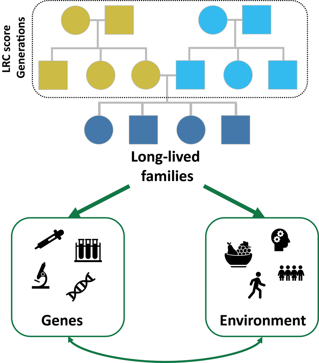 Long-lived families, Identified using the Longevity Relatives Count (LRC) score, provide a unique opportunity to investigate the cohesion and interplay between genes and socio-behavioral and environmental aspects (G x E interactions). Squares are males and rounds are females. Light blue colors represent the paternal ancestors and yellow colors represent the maternal ancestors. Dark blue colors represent potential study participants. Both maternal as paternal ancestral information can be used to calculate the LRC score and identify long-lived families, thus reducing the number of sporadically long-lived persons.