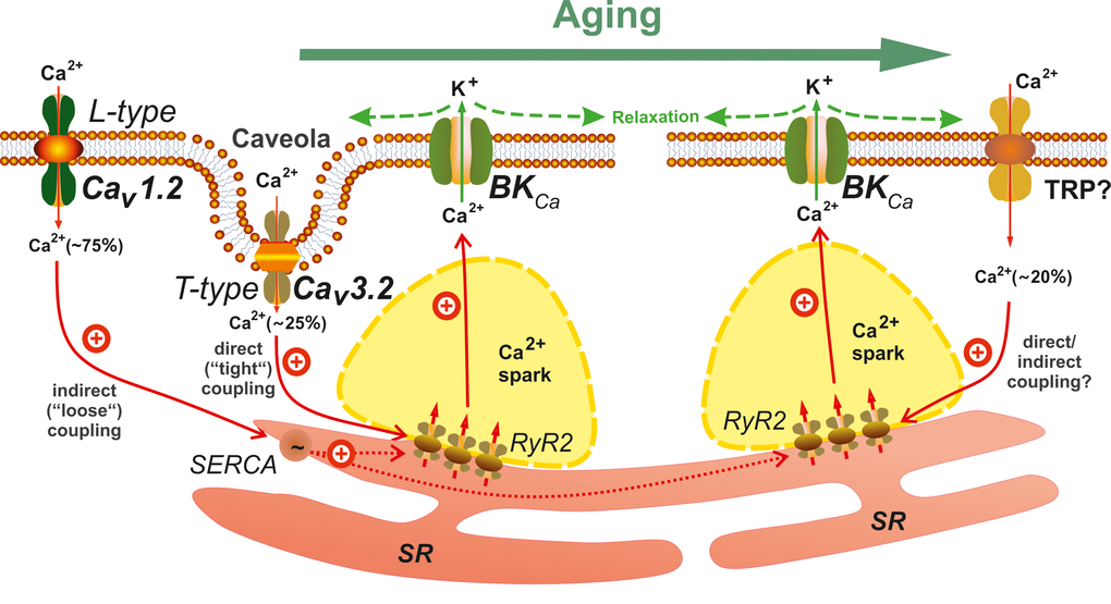 Main Ca2+ influx pathways regulating Ca2+-sparks in young and aged mesenteric vascular smooth muscle cells (VSMCs). Opening of clustered RyRs in the SR produces Ca2+-sparks that activate BKCa channels providing a negative feedback effect on vasoconstriction. CaV1.2 L-type channels contribute to global cytosolic [Ca2+], thereby influencing luminal SR calcium (via SERCA) and generating the majority (75%) of Ca2+-sparks. Caveolae position CaV3.2 T-type channels close to RyRs for extracellular Ca2+-influx to trigger (~25%) Ca2+-sparks. In aged mice VSMCs, this CaV3.2-RyR pathway is lost. Instead, a gadolinium-sensitive Ca2+-influx pathway triggering (20%) Ca2+-sparks is upregulated. Nonselective TRP channels might be involved in this pathway. BKCa, Ca2+-activated K+ channels; RyR2, ryanodine receptor subtype 2; SERCA, sarcoplasmic/endoplasmic calcium pump; SR, sarcoplasmic reticulum.