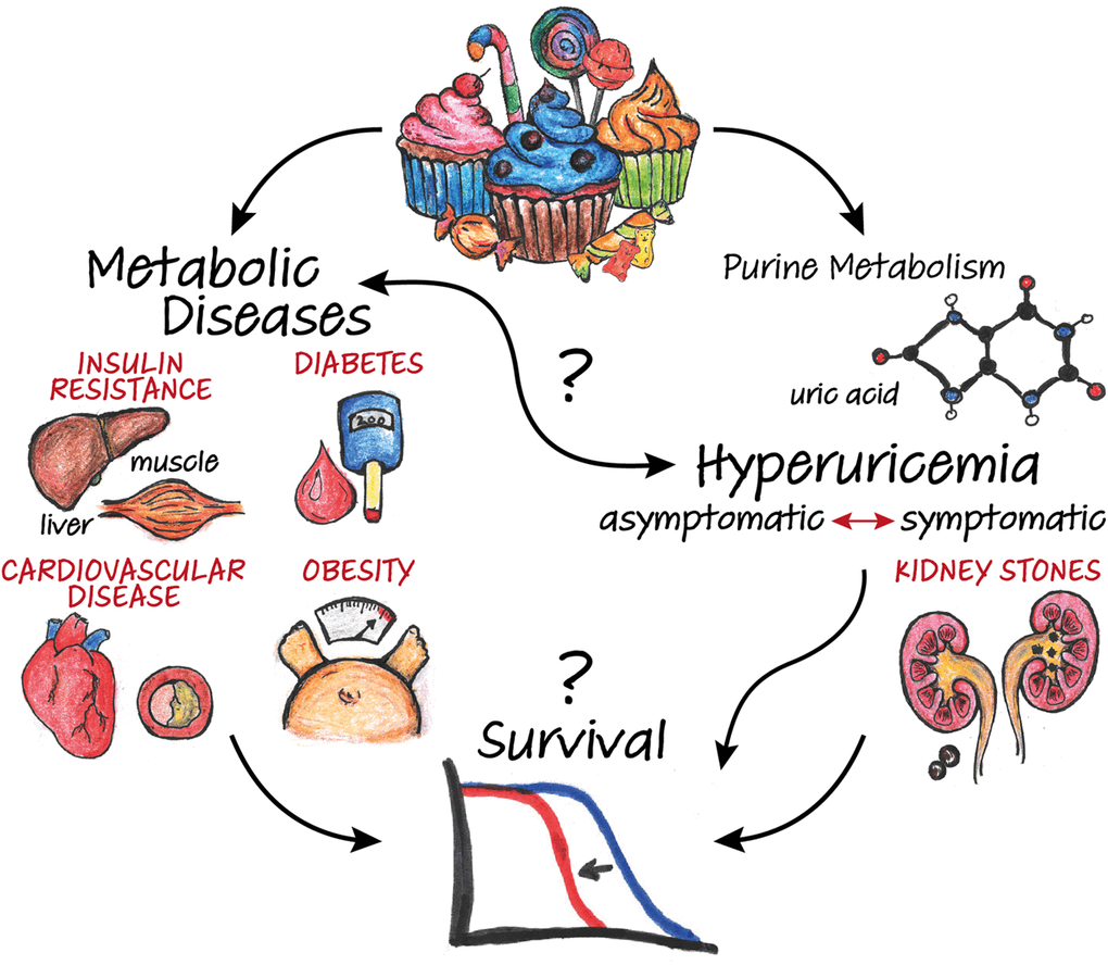 Impact of diet-induced metabolic dysregulation on survival. Excess dietary sugar leads to the dysregulation of carbohydrate and lipid metabolism, resulting in conditions such as obesity, insulin resistance, type-2 diabetes and cardiovascular disease. High-sugar diets also fuel purine catabolism, promoting the accumulation of uric acid as an end-product. Besides causing direct pathologies such as kidney stones, hyperuricemia (i.e. elevated uric acid levels) is associated with metabolic diseases and predictive of their onset. However, the underlying mechanisms and impact on survival are complex and remain to be fully elucidated.